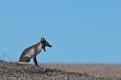 ����� (Alopex lagopus), ������� ����� ���� � �������� ���� �����������. ������ ��������, ������