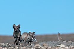 ����� (Alopex lagopus), ������� ����� ���� � �������� ���� �����������. ������ ��������, ������