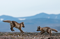 ����� (Alopex lagopus), ������� ����� ���� � �������� ���� �����������. ������ ��������, ������