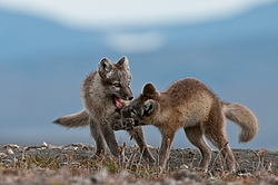 ����� (Alopex lagopus), ������� ����� ���� � �������� ���� �����������. ������ ��������, ������