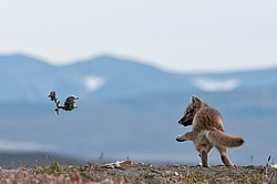 ����� (Alopex lagopus), ������� ����� ���� � �������� ���� �����������. ������ ��������, ������