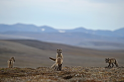 ����� (Alopex lagopus), ������� ����� ���� � �������� ���� �����������. ������ ��������, ������