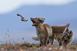 ����� (Alopex lagopus), ������� ����� ���� � �������� ���� �����������. ������ ��������, ������