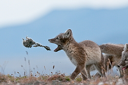 ����� (Alopex lagopus), ������� ����� ���� � �������� ���� �����������. ������ ��������, ������