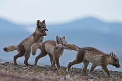 ����� (Alopex lagopus), ������� ����� ���� � �������� ���� �����������. ������ ��������, ������