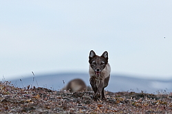 ����� (Alopex lagopus), ������� ����� ���� � �������� ���� �����������. ������ ��������, ������
