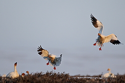 ����� ���� (Anser caerulescens) ������ ��������, ������