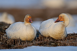 ����� ���� (Anser caerulescens) ������ ��������, ������