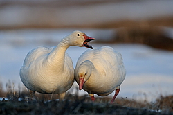 ����� ���� (Anser caerulescens) ������ ��������, ������