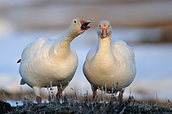 ����� ���� (Anser caerulescens) ������ ��������, ������