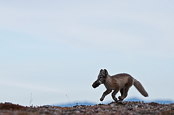 ����� (Alopex lagopus), ������� ����� ���� � �������� ���� �����������. ������ ��������, ������