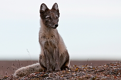 ����� (Alopex lagopus), ������� ����� ���� � �������� ���� �����������. ������ ��������, ������