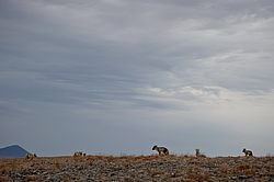 ����� (Alopex lagopus), ������� ����� ���� � �������� ���� �����������. ������ ��������, ������