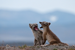����� (Alopex lagopus), ������� ����� ���� � �������� ���� �����������. ������ ��������, ������