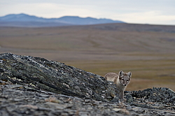����� (Alopex lagopus), ������� ����� ���� � �������� ���� �����������. ������ ��������, ������