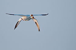 ����� ���� (Anser caerulescens) ������ ��������, ������