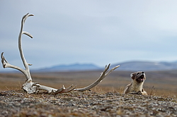 ����� (Alopex lagopus), ������� ����� ���� � �������� ���� �����������. ������ ��������, ������