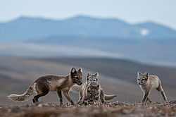 ����� (Alopex lagopus), ������� ����� ���� � �������� ���� �����������. ������ ��������, ������