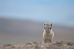 ����� (Alopex lagopus), ������� ����� ���� � �������� ���� �����������. ������ ��������, ������