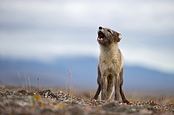 ����� (Alopex lagopus), ������� ����� ���� � �������� ���� �����������. ������ ��������, ������