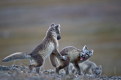 ����� (Alopex lagopus), ������� ����� ���� � �������� ���� �����������. ������ ��������, ������