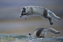 ����� (Alopex lagopus), ������� ����� ���� � �������� ���� �����������. ������ ��������, ������