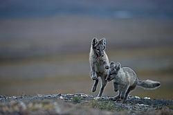 ����� (Alopex lagopus), ������� ����� ���� � �������� ���� �����������. ������ ��������, ������