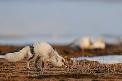 ����� (Alopex lagopus) �� ������� ����� ����� (����� ���� - Anser caerulescens). ���������� ������ ��������, ������