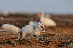 ����� (Alopex lagopus) �� ������� ����� ����� (����� ���� - Anser caerulescens). ���������� ������ ��������, ������