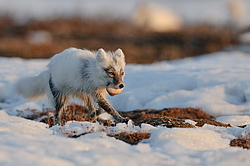 ����� (Alopex lagopus) �� ������� ����� ����� (����� ���� - Anser caerulescens). ���������� ������ ��������, ������