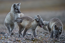 ����� (Alopex lagopus), ������� ����� ���� � �������� ���� �����������. ������ ��������, ������