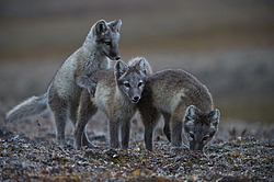 ����� (Alopex lagopus), ������� ����� ���� � �������� ���� �����������. ������ ��������, ������