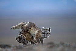 ����� (Alopex lagopus), ������� ����� ���� � �������� ���� �����������. ������ ��������, ������