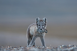 ����� (Alopex lagopus), ������� ����� ���� � �������� ���� �����������. ������ ��������, ������