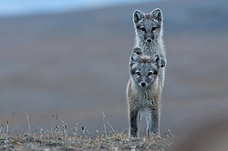 ����� (Alopex lagopus), ������� ����� ���� � �������� ���� �����������. ������ ��������, ������