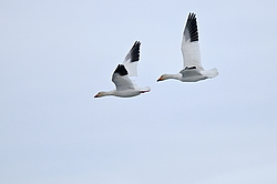 ����� ���� (Anser caerulescens) ������ ��������, ������
