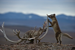 ����� (Alopex lagopus), ������� ����� ���� � �������� ���� �����������. ������ ��������, ������