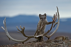 ����� (Alopex lagopus), ������� ����� ���� � �������� ���� �����������. ������ ��������, ������