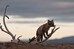 ����� (Alopex lagopus), ������� ����� ���� � �������� ���� �����������. ������ ��������, ������