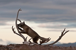 ����� (Alopex lagopus), ������� ����� ���� � �������� ���� �����������. ������ ��������, ������