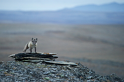 ����� (Alopex lagopus), ������� ����� ���� � �������� ���� �����������. ������ ��������, ������