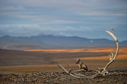����� (Alopex lagopus), ������� ����� ���� � �������� ���� �����������. ������ ��������, ������