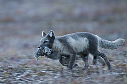 ����� (Alopex lagopus), ������� ����� ���� � �������� ���� �����������. ������ ��������, ������