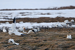 ����� (Alopex lagopus) �� ������� ����� ����� (����� ���� - Anser caerulescens). ���������� ������ ��������, ������