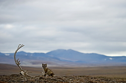 ����� (Alopex lagopus), ������� ����� ���� � �������� ���� �����������. ������ ��������, ������