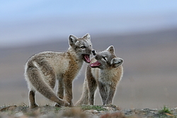 ����� (Alopex lagopus), ������� ����� ���� � �������� ���� �����������. ������ ��������, ������
