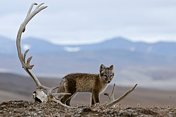 ����� (Alopex lagopus), ������� ����� ���� � �������� ���� �����������. ������ ��������, ������