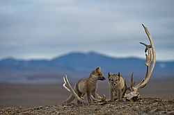 ����� (Alopex lagopus), ������� ����� ���� � �������� ���� �����������. ������ ��������, ������