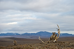����� (Alopex lagopus), ������� ����� ���� � �������� ���� �����������. ������ ��������, ������