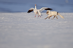 ����� (Alopex lagopus) �� ������� ����� ����� (����� ���� - Anser caerulescens). ���������� ������ ��������, ������